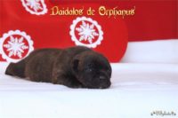 Staffordshire Bull Terrier - litter D