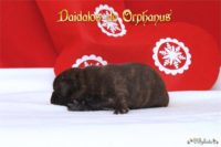 Staffordshire Bull Terrier - litter D