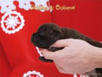 Staffordshire Bull Terrier - litter D