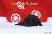 Staffordshire Bull Terrier - litter D