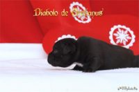 Staffordshire Bull Terrier - litter D