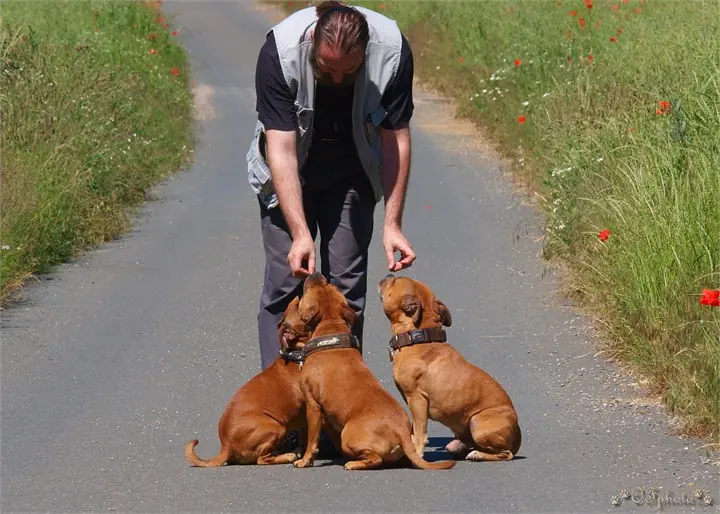 Staffordshire Bull Terrier