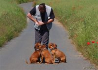 Staffordshire Bull Terrier