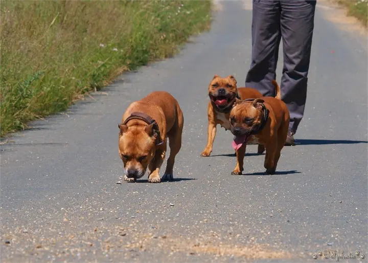 Staffordshire Bull Terrier