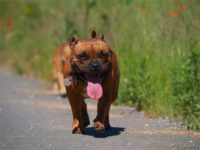 Staffordshire Bull Terrier