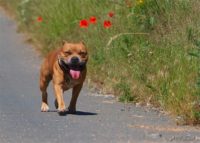 Staffordshire Bull Terrier