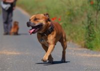 Staffordshire Bull Terrier