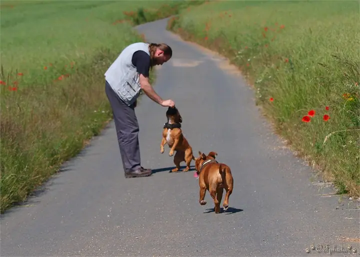 Staffordshire Bull Terrier