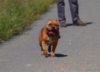 Staffordshire Bull Terrier