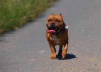 Staffordshire Bull Terrier