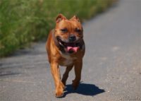 Staffordshire Bull Terrier