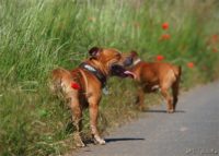 Staffordshire Bull Terrier