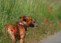 Staffordshire Bull Terrier