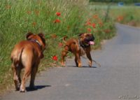 Staffordshire Bull Terrier