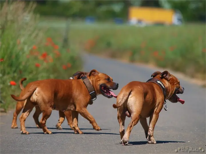 Staffordshire Bull Terrier