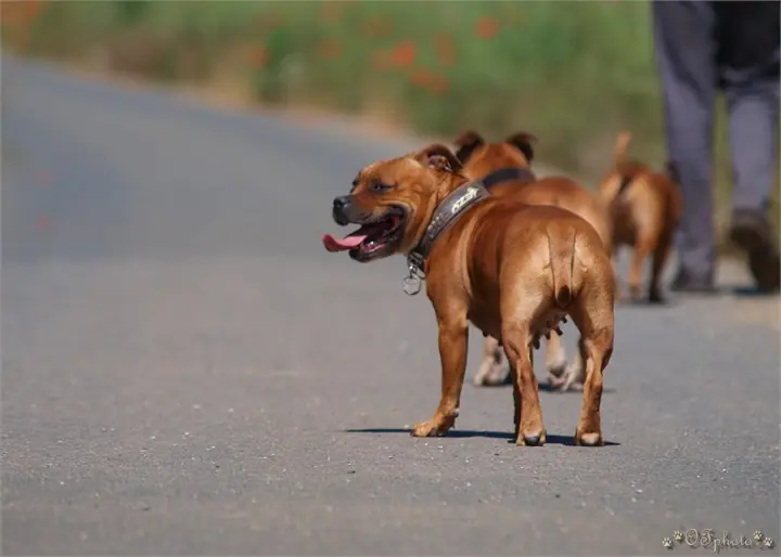 Staffordshire Bull Terrier