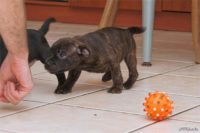 Staffordshire Bull Terrier - litter D