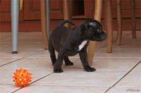 Staffordshire Bull Terrier - litter D