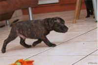 Staffordshire Bull Terrier - litter D