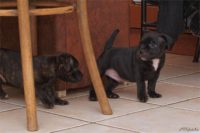 Staffordshire Bull Terrier - litter D