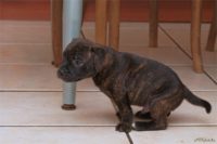 Staffordshire Bull Terrier - litter D