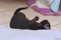 Staffordshire Bull Terrier - litter D