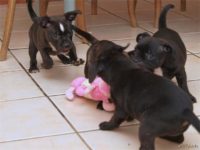 Staffordshire Bull Terrier - litter D