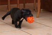 Staffordshire Bull Terrier - litter D