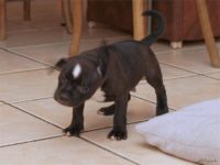 Staffordshire Bull Terrier - litter D