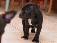 Staffordshire Bull Terrier - litter D