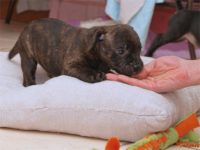 Staffordshire Bull Terrier - litter D