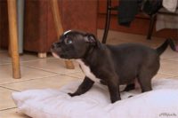 Staffordshire Bull Terrier - litter D