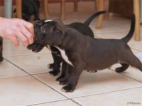 Staffordshire Bull Terrier - litter D