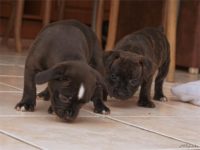 Staffordshire Bull Terrier - litter D