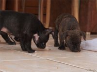 Staffordshire Bull Terrier - litter D