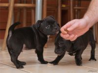 Staffordshire Bull Terrier - litter D