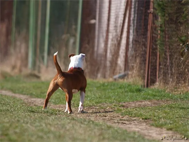 Staffordshire Bull Terrier