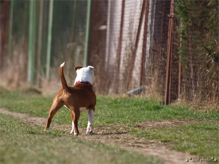 Staffordshire Bull Terrier