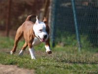 Staffordshire Bull Terrier