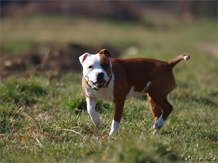 Staffordshire Bull Terrier