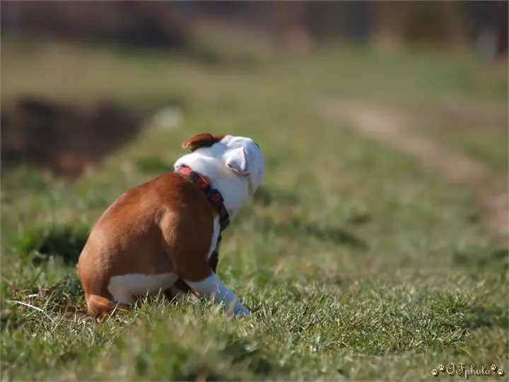 Staffordshire Bull Terrier
