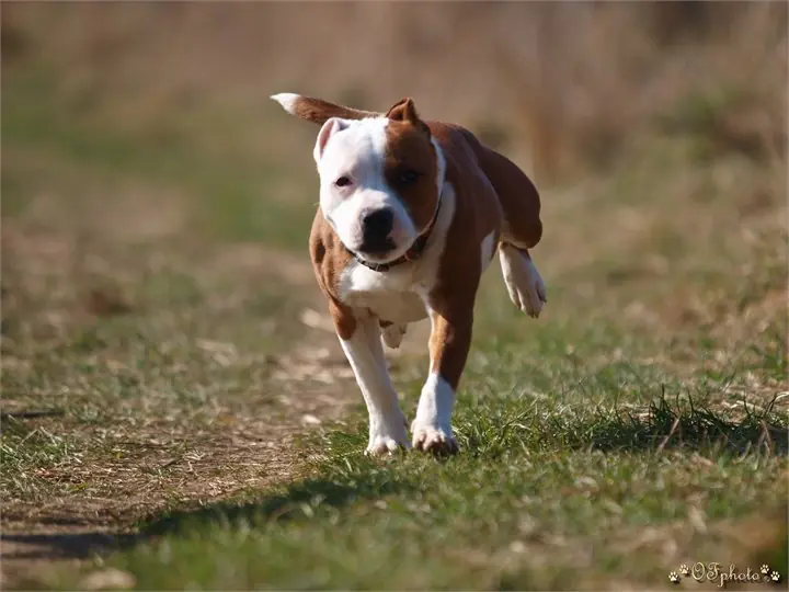 Staffordshire Bull Terrier