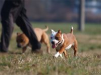 Staffordshire Bull Terrier