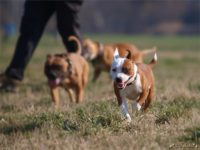 Staffordshire Bull Terrier