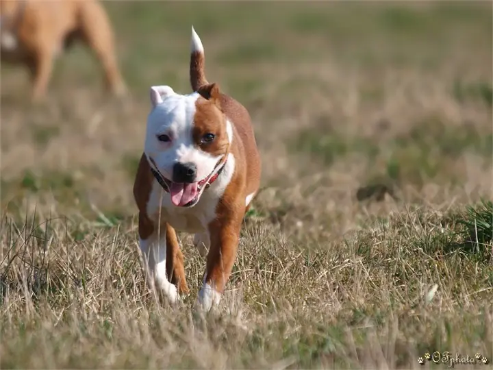 Staffordshire Bull Terrier