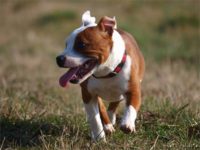 Staffordshire Bull Terrier