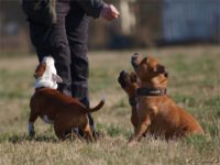 Staffordshire Bull Terrier