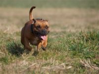 Staffordshire Bull Terrier