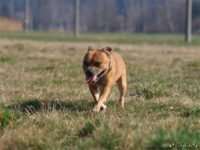 Staffordshire Bull Terrier