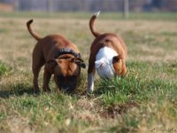 Staffordshire Bull Terrier